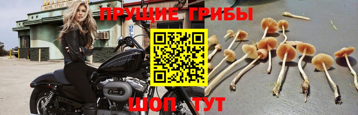 Псилоцибиновые грибы прущие грибы Новый Уренгой